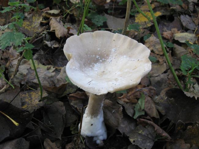 img111524221351156434.JPG
