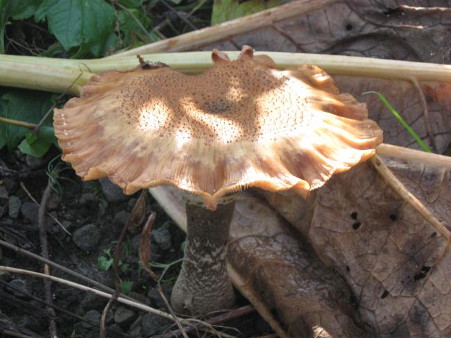 img111962701351156511.JPG