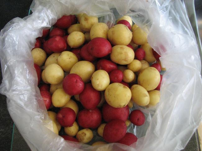 img113249811367938500.JPG
