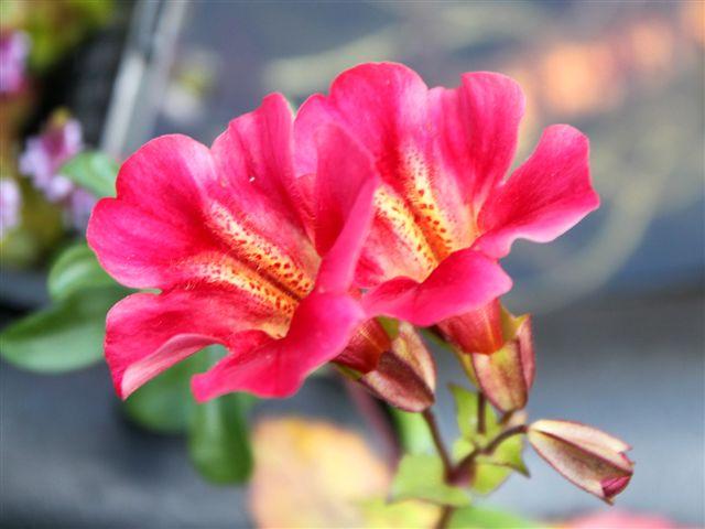 img1191-b-1-7-geen-idee,-zelf-gezaaid50741341172470.jpg