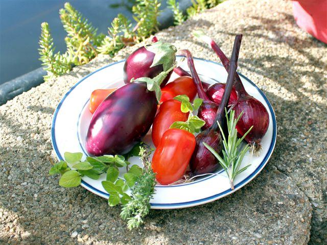 img1376-b-13-7-baby-belle-red-baron-oregano-tijm-rozemarijn96271342269450.jpg