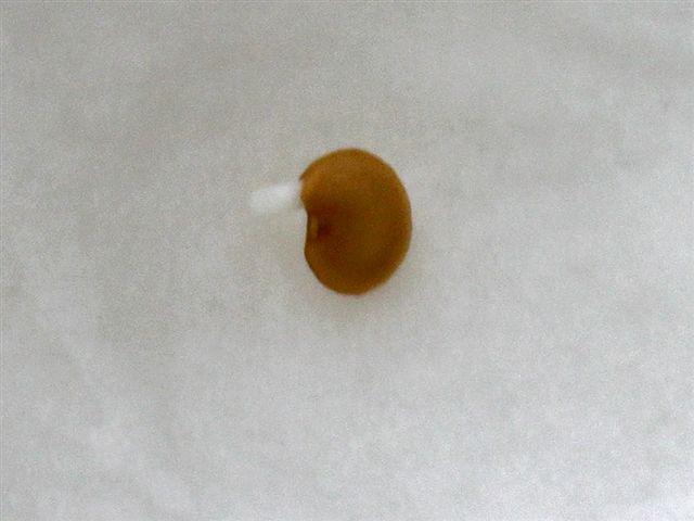 img6039-b-wedstrijdaubergine-13-2-1229021329148649.jpg