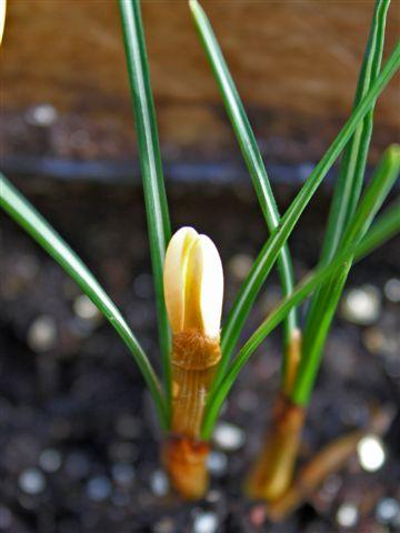 img6341-b-25-2-eerste-bloem-krokus58911330200835.jpg