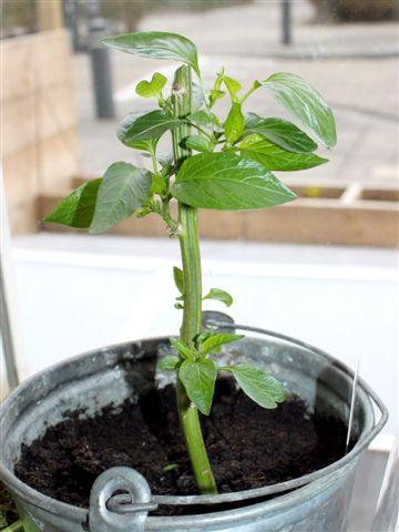 img6400-b-27-2-paprika-na-snoei57741330467795.jpg