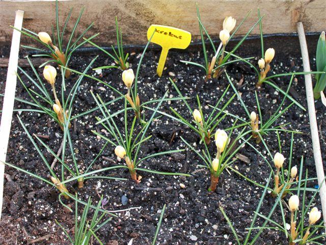 img6473-3-3--krokussen93301330782926.jpg