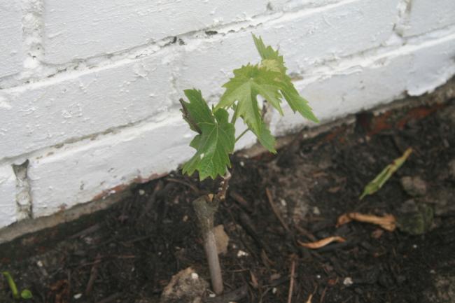 img660041781370962317.JPG