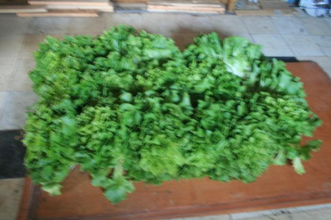 img686738541373708693.JPG