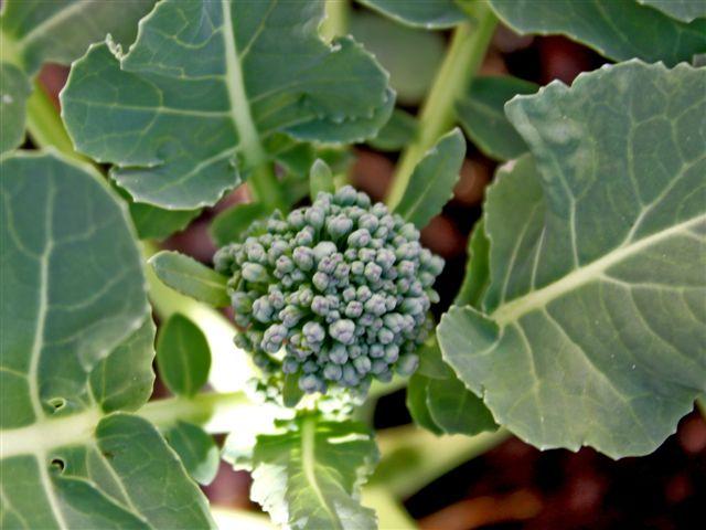 img7062-b-broccoli-bloem-15-3-1218341331842535.jpg