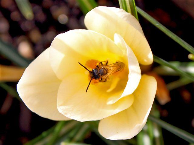 img7073-gek-beestje-op-krokus11351331841285.jpg