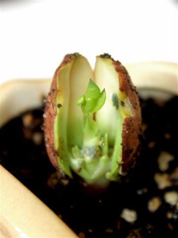 img7158-b-18-3-pinda-plant-komt-te-voorschijn3831133208399114951332174293.jpg