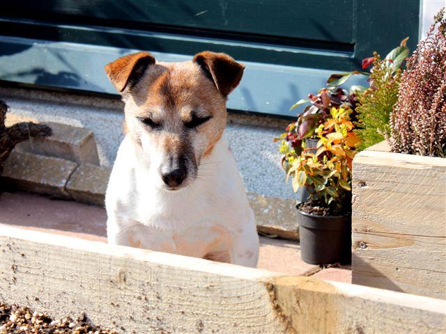 img7262-b-21-3-hond16151332354457.jpg