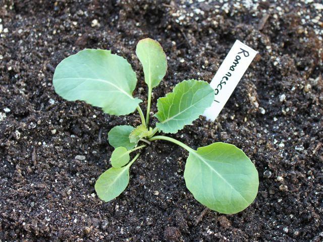 img7295-b-22-3-romanesco-uitgeplant73291332439718.jpg