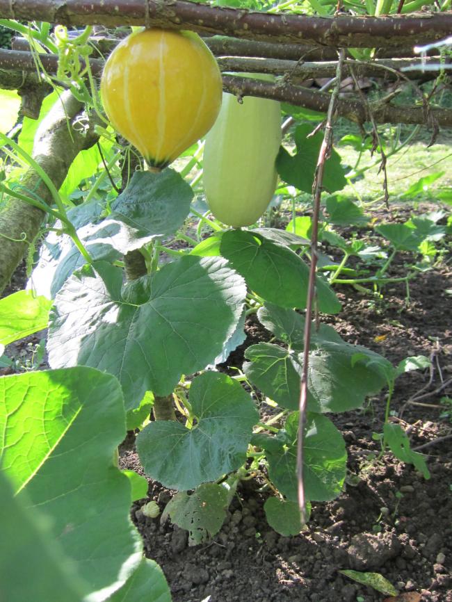 Pompoen kweken weinig - - Moestuin