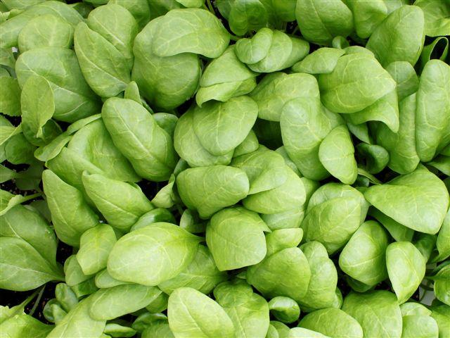 img7743-b-31-3-spinazie-in-de-kas30511333210788.jpg