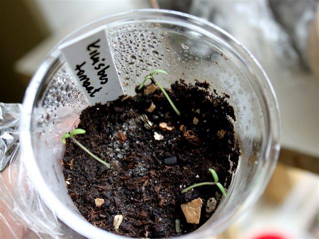 img7776-b-31-3-kruisbestomaat-is-gekiemt28521333212926.jpg