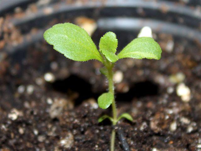 img7789-b-stevia-31-337531333217722.jpg