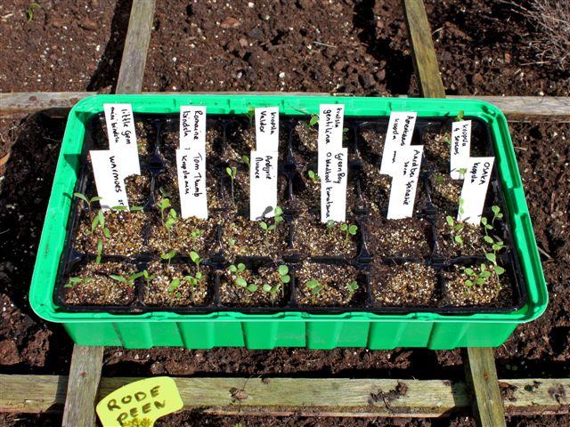 img7809-b-1-4-sla-in-kweekbakje35771333295420.jpg