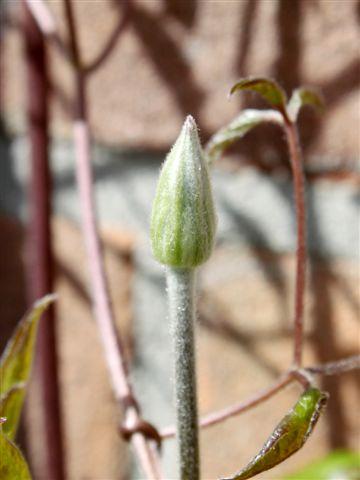 img7813-b-clematis--heeft-een-knop1-4-36451333295392.jpg