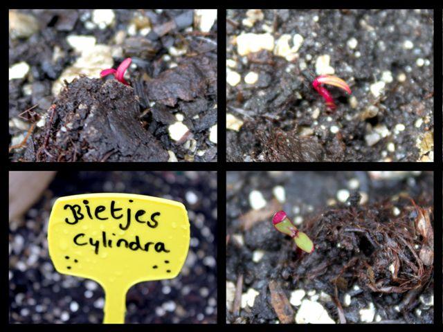 img8352-b-bietjes-cylindra-kiemen-collage54551334261605.jpg