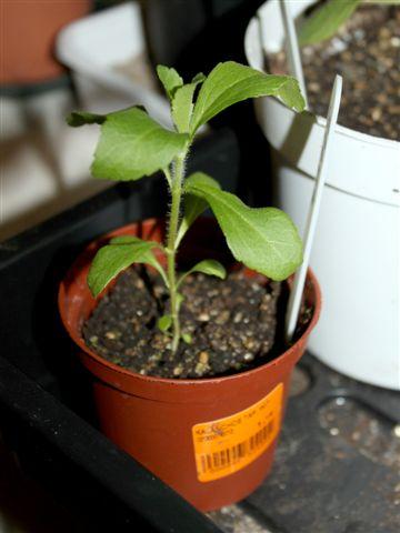 img8472--b-18-4-stevia35891334846529.jpg