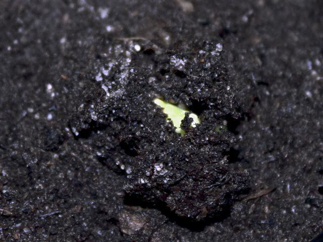 img8591-b-19-4-courgette-long-green-trailing39241335641190.jpg
