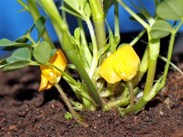 img8658-b-25-4-bloemen-pinda139291335641546.jpg