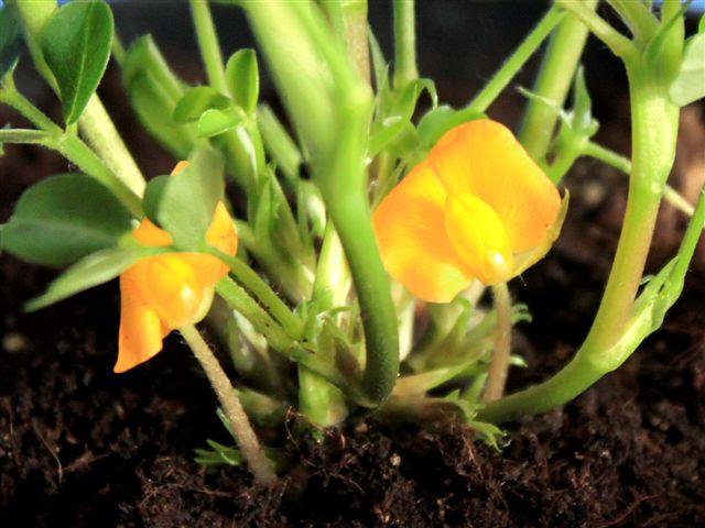 img8669-b-24-5-bloemen-pinda167431335641551.jpg