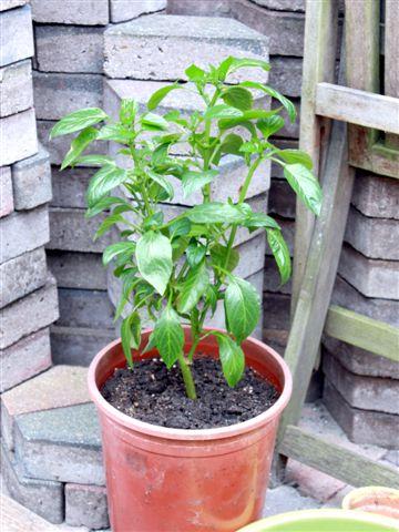 img8724-b-paprika-25-433881335641913.jpg