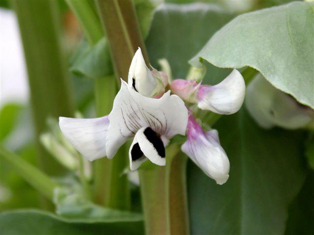 img8971-b-bloemen-tuinboon98261335641812.jpg