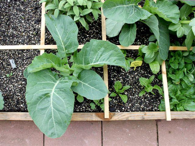 img8974-b-28-4-bloemkool,-salie,-snijbiet,-veldsla-en-romanesco24391335642000.jpg