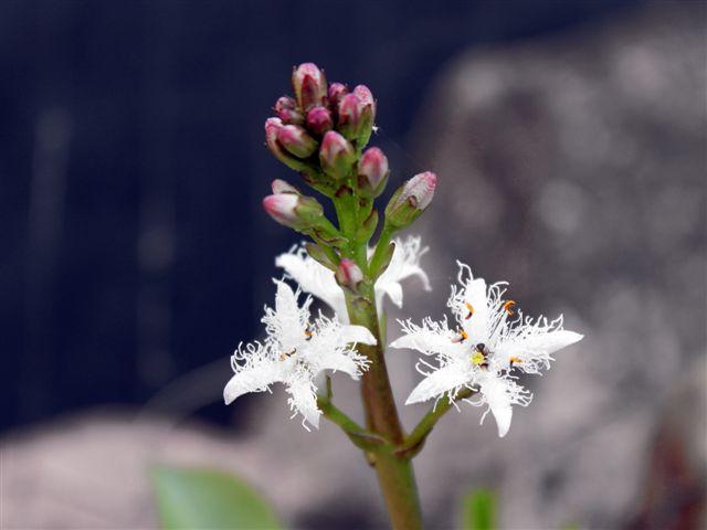 img9334-b-water3blad73871337088994.jpg