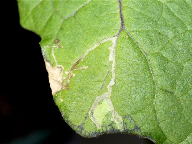 img9406-b-16-5-mineervliegschade-aubergine14081337199533.jpg