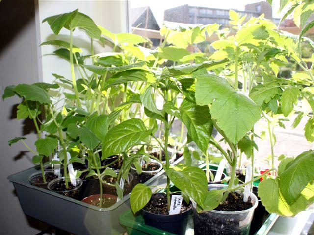 img9419-b-16-5--courgette-en-pompoen,-augurk-enzo25281337198844.jpg