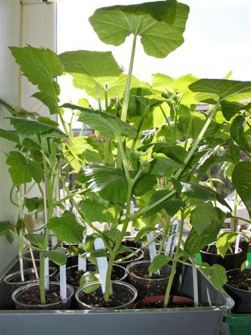 img9461-b-16-5-augurken,-pompoen,-snackkomkommer,-courgette16021337198894.jpg