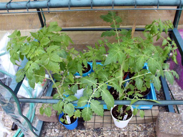 img9492-b-16-5-tomatenzooi14981337199183.jpg