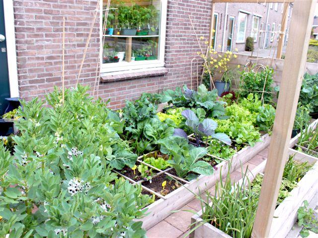 img9493-b-16-5-moestuintje59161337200534.jpg