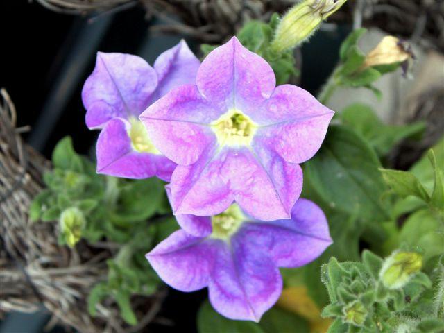img9540-b-16-5-petunia16111337200179.jpg