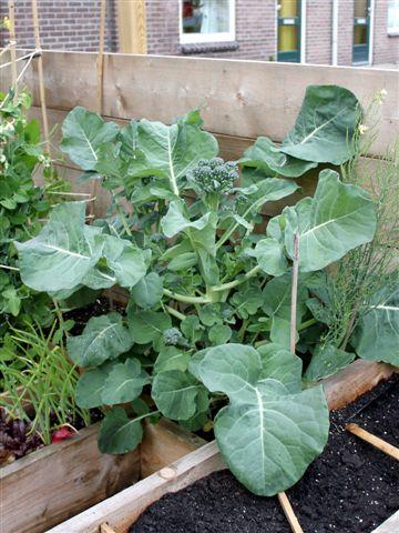 img9565-b-19-5-reuzebroccoli97871337462156.jpg