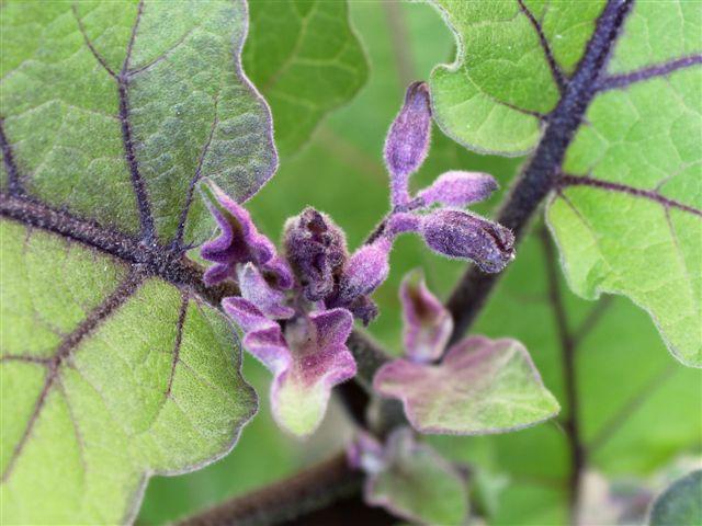 img9647-b-19-5-wedstrijdaubergine-nw-blad-en-bloemen62441337462520.jpg