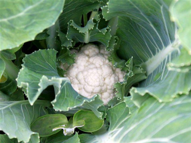 img9681-b-20-5-bloemkool-y-improved52901337610671.jpg
