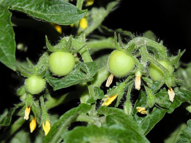 img9711-b-24-5-tomaatjes42811337945412.jpg