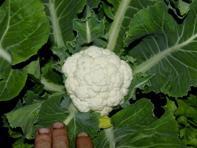 img9723-b-24-5-bloemkool88011337945717.jpg