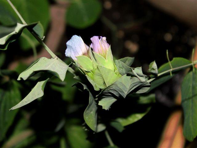 img9735-b-24-5-reuzenpeulen-bloeien-roze,-paarse51001337946158.jpg