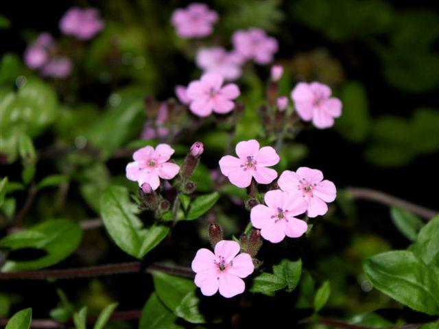 img9743-b-24-5-zeepkruid24181337946271.jpg