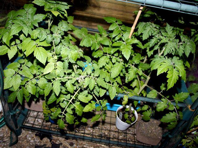 img9748-b-24-5-de-andere-tomaten60721337946368.jpg