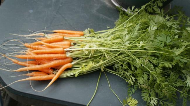 in-pot-gekweekte--peentjes32731341318263.jpg