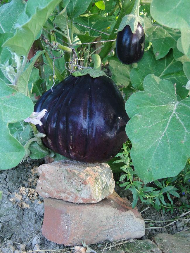 ingeborg-en-aubergine-04839131378359516.JPG