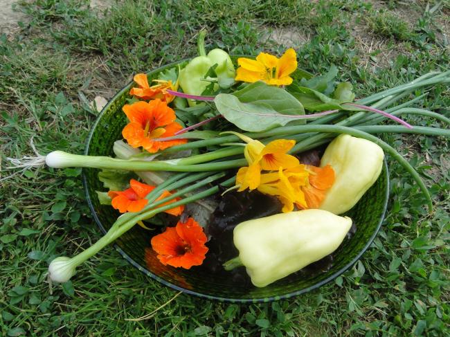 ingeborg-en-tuin-03356511373736847.JPG