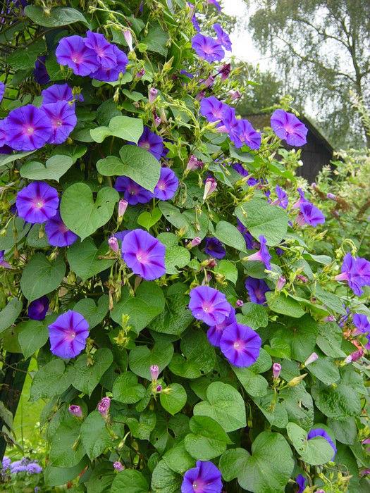 ipomoea-kniolas-black-241941490619604.jpg