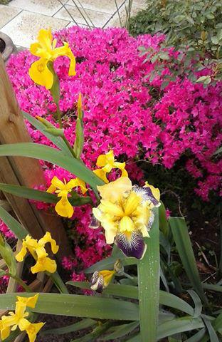iris-gekregen-van-Willy92421435351376.jpg